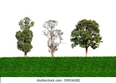 Trees Collection