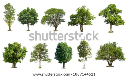 Trees collection isolated on white background.