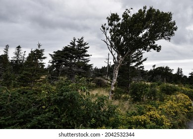 Trees With Colorful Plants In Cape Breton National Park