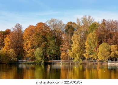 Trees Covered With Autumn Leaves In A City Park, No People. Colorful Foliage Reflected In The Pond.