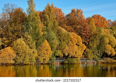 Trees Covered With Autumn Leaves In A City Park, No People. Colorful Foliage Reflected In The Pond.