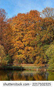 Trees Covered With Autumn Leaves In A City Park, No People. Colorful Foliage Reflected In The Pond.