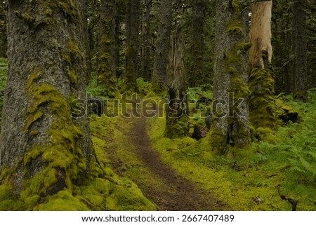 The trees covered by moss on Spruce island near Kodiak in Alaska