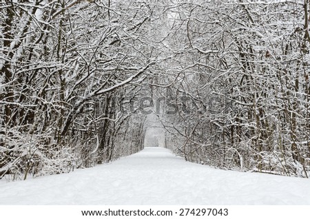 Trees covered by snow around forest walkway in winter time