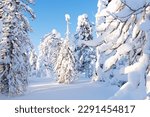 Trees covered with fresh powder snow on a cold and sunny day in Riisitunturi National Park, Northern Finland