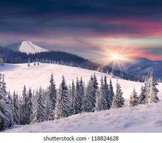 Trees Covered With Hoarfrost And Snow In Mountains. Sunrise