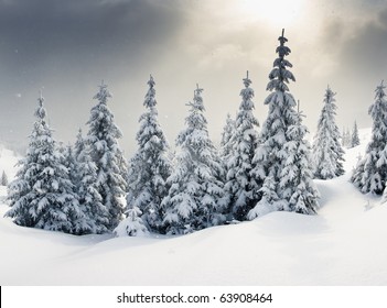 Trees Covered With Hoarfrost And Snow In Mountains