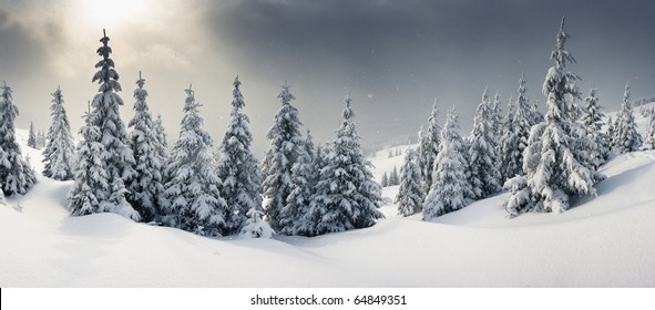 Trees Covered With Hoarfrost And Snow In Mountains