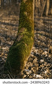the trees are covered with moss. 
spring forest under the sun's will