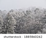 Trees covered with rime ice or hoar frost on a misty day.. Landscape from Sighisoara, Romania