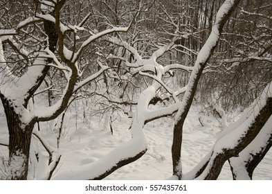 trees covered with snow