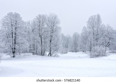 Trees Covered With Snow