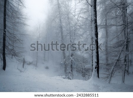 Trees covered with snow in a deep forest.