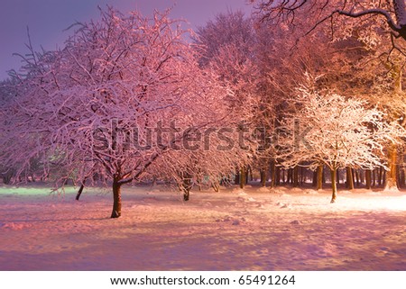 Trees covered with snow illuminated by colorful lights. Park scene. Night shot.