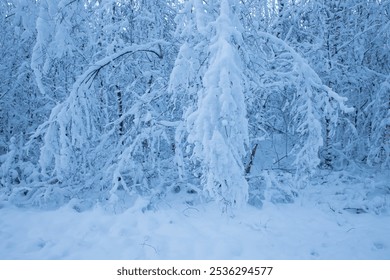 trees covered in thick layer of snow creating fairytale forest, white winter forest with snow in scandinavia, denmark