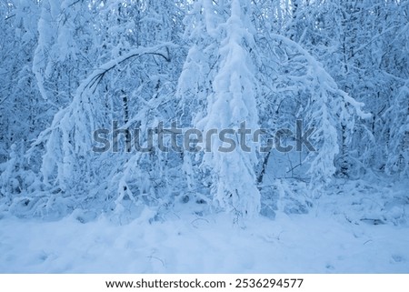 trees covered in thick layer of snow creating fairytale forest, white winter forest with snow in scandinavia, denmark