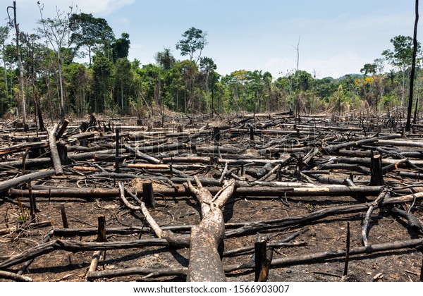 Trees Cut Burned Transformed Into Charcoal Stock Photo (Edit Now ...