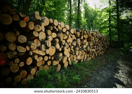 Trees cut down after deforestation await transport in the forest.
