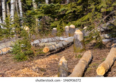 Trees cut down by beavers and fallen logs. Gnawed tree stumps with teeth marks. Environmental damage from animal behavior