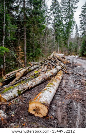 Similar – Foto Bild Valentinstag Wald Baum