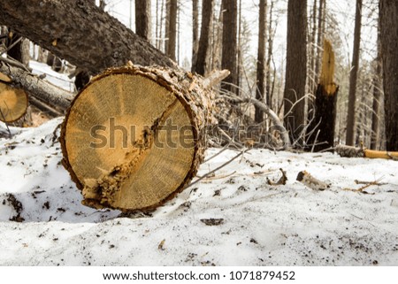 Similar – Holz vor der Hütte Umwelt