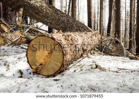 Similar – Holz vor der Hütte Umwelt