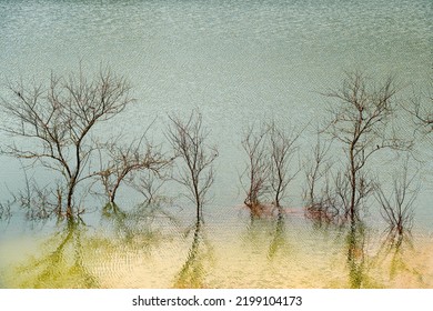 Trees In Cyanide Lake In Summer