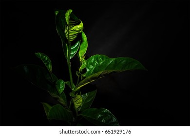 Trees in the Dark