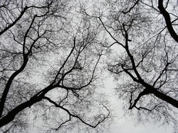 Trees With Dead Branches Are Silhouetted Against The Gray Sky