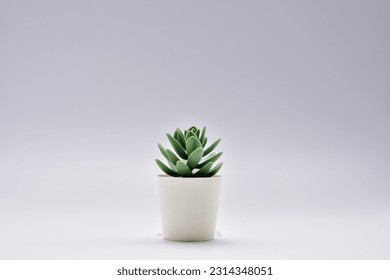 Trees decorate the room. Pot fake plant isolated on white background.Cactus potted decoration home office.desk decoration tree.desk decoration plant pot.minimalist plant pot.Small plant in pot.