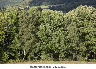 Trees In Dee Valley Outside Llangollen; Wales, UK