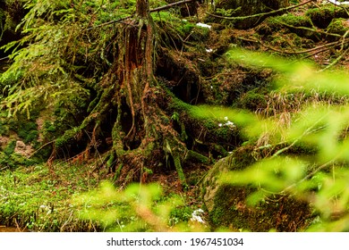 Trees in a deep forest in a mountains. Table mountain, nature background