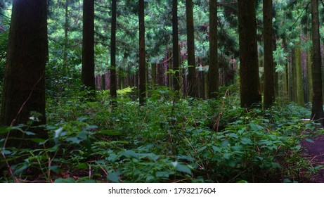 trees in the dense forest