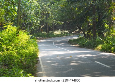 Trees in a dense forest. 
