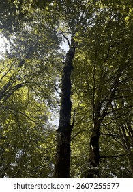 Trees in the dense forest