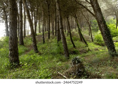 trees in dense forest path - Powered by Shutterstock - Get 15% off with code: PIKWIZARD15