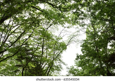 Trees in dense forests
