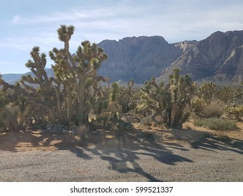 trees in desert