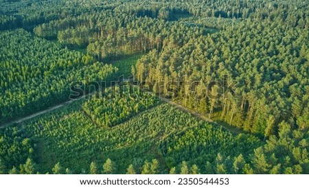 Trees of different size, age. High, low trees, pine in the wood, forest management.