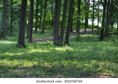 Trees In A Disc Golf Course