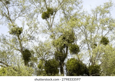Trees displaying clusters of mistletoe on branches against a clear sky, highlighting the unique interaction between flora and their environment