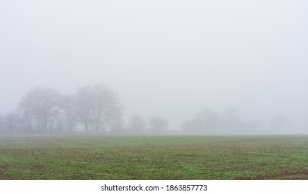 Trees Dissapear In The Fog 