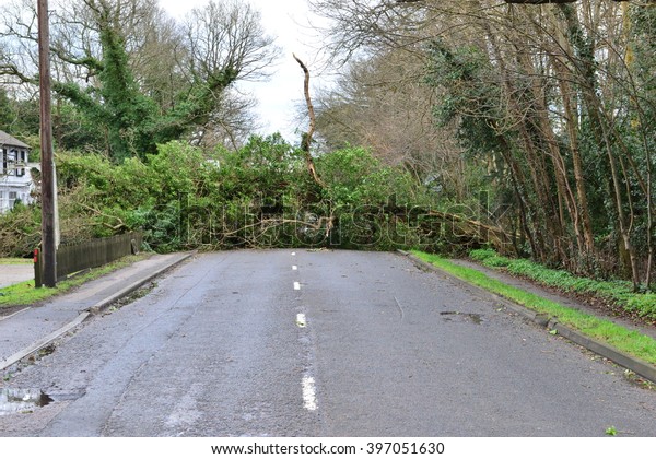 Tree\'s down on the Balcombe road in Horley,\
Surrey on the morning after Storm\
Katie.