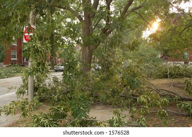 Trees Down on a City Street, St. Louis, Missouri