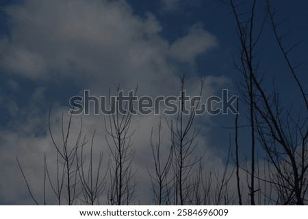 Similar – Image, Stock Photo Silhouetted trees stand against a fiery red sky reflected in a tranquil water body at twilight