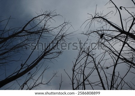 Similar – Image, Stock Photo Silhouetted trees stand against a fiery red sky reflected in a tranquil water body at twilight