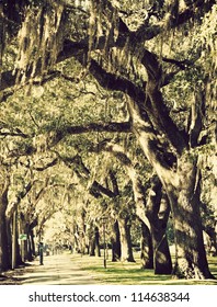 Trees In Downtown Of Savannah, Georgia