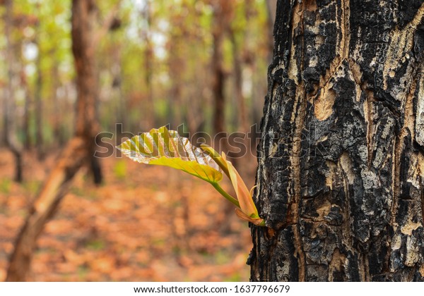 Trees in the dry dipterocarp forest, dry\
evergreen forest, Ben Than forest species begin to grow young\
leaves after the fire of the summer forest passed. Tropical,\
Southeast Asia, Burma, Laos,\
Thailan