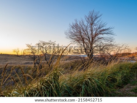 A trees and dune landscape on the Grounds of the White River Light Station in Whitehall Township, MI