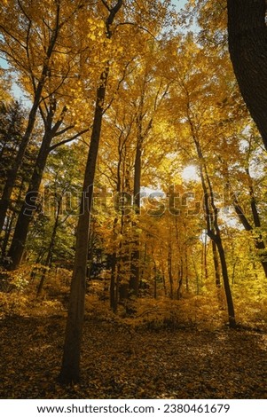 Trees During Fall at Warren Dunes State Park